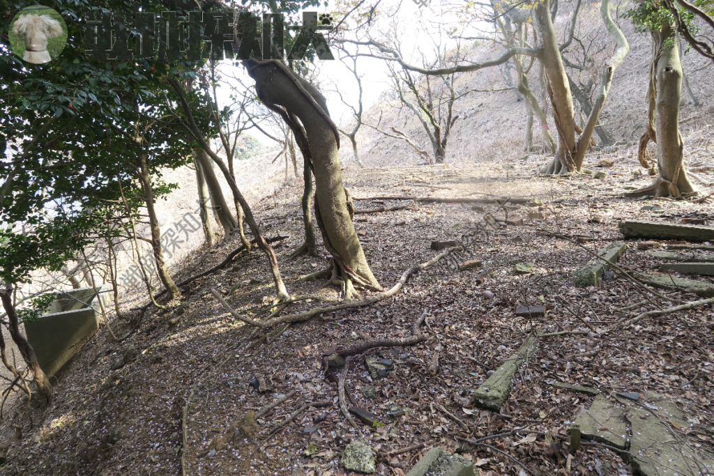 第二兵舎推定位置:第一兵舎からの階段を登り切った位置から撮影