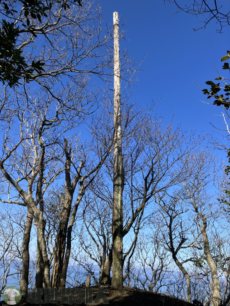 木柱:高さは不明だが、周辺の木よりかなり高い
